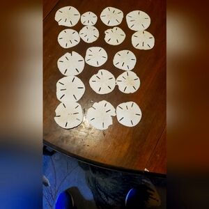 17 sand dollars